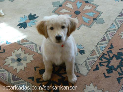 sunny Dişi Golden Retriever