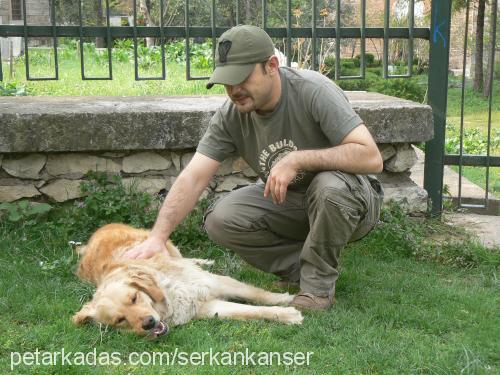 sunny Dişi Golden Retriever