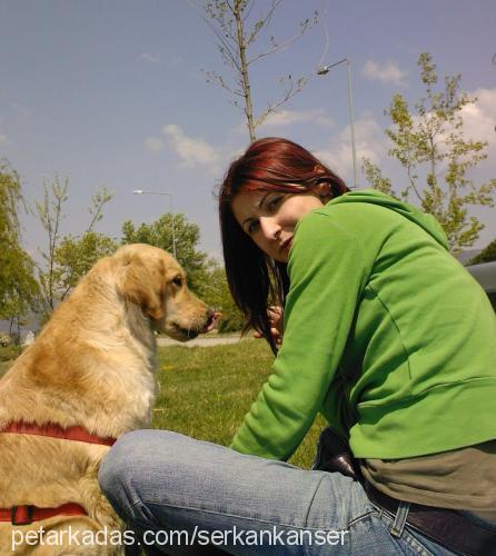 sunny Dişi Golden Retriever