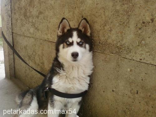 max Erkek Sibirya Kurdu (Husky)