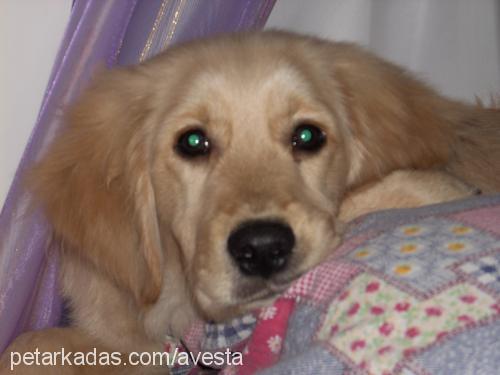 daisy Dişi Golden Retriever