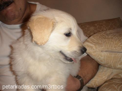 oscar Erkek Golden Retriever