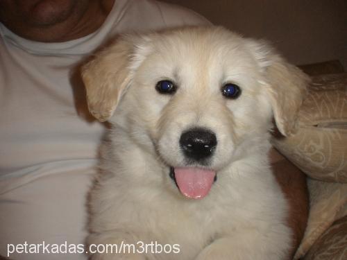 oscar Erkek Golden Retriever