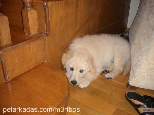 oscar Erkek Golden Retriever