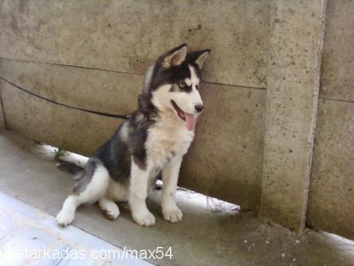 max Erkek Sibirya Kurdu (Husky)