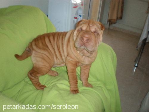 leon Erkek Çin Shar-Pei