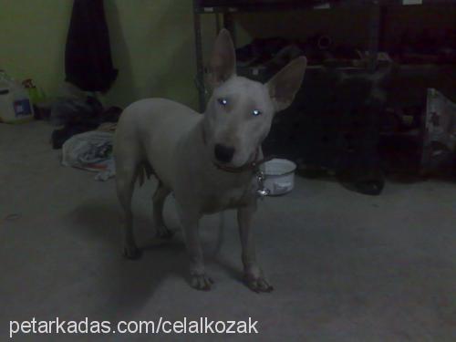 denİ Dişi Bull Terrier