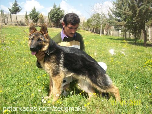 gerry-leevomhau Erkek Alman Çoban Köpeği