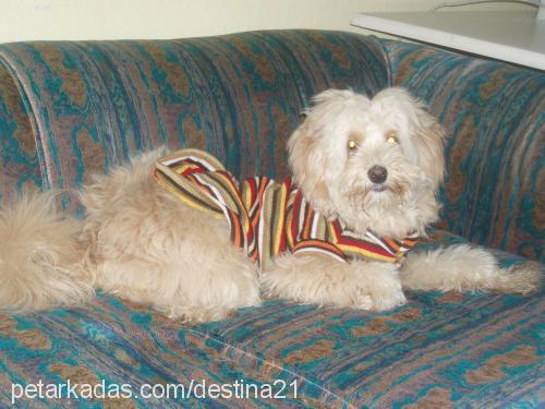 balim Dişi Poodle (Minyatür Kaniş)