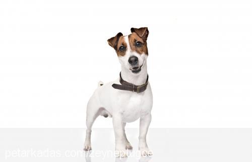 Çakil Erkek Jack Russell Terrier