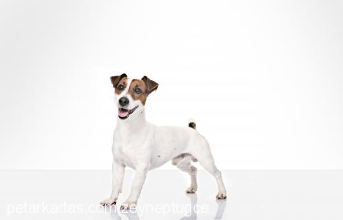 Çakil Erkek Jack Russell Terrier