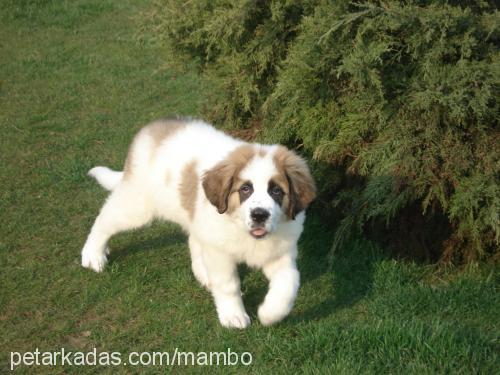 ladyg Dişi St. Bernard (Saint Bernard)