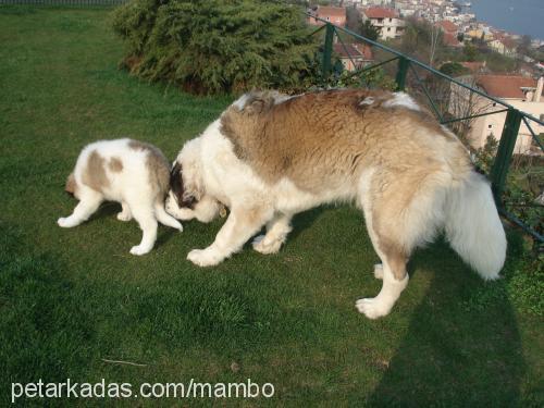 ladyg Dişi St. Bernard (Saint Bernard)