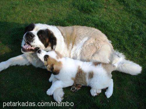 ladyg Dişi St. Bernard (Saint Bernard)