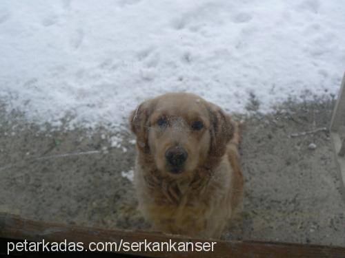 sunny Dişi Golden Retriever