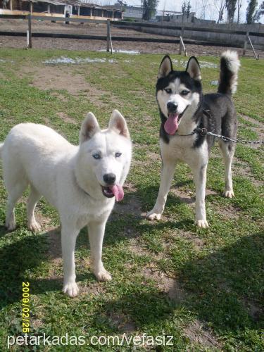 maya Dişi Sibirya Kurdu (Husky)