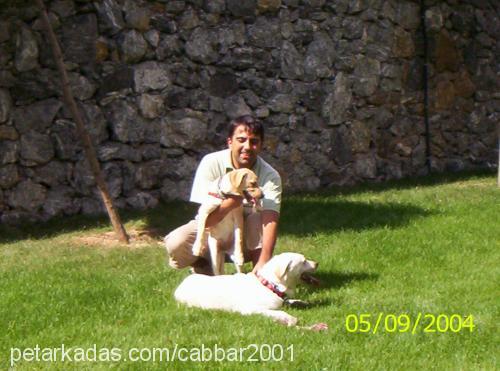 cabbar Dişi Labrador Retriever