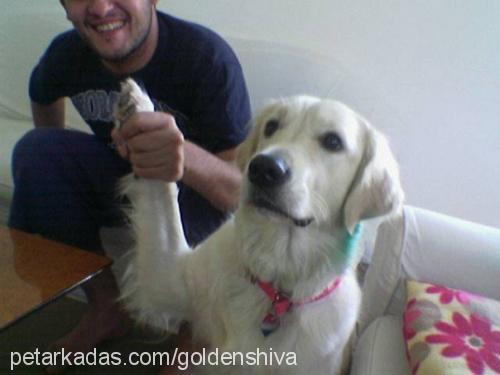 shiva Dişi Golden Retriever