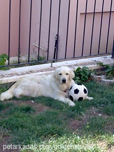 shiva Dişi Golden Retriever