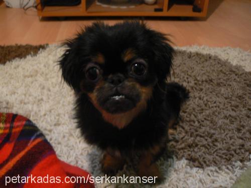 kokoş Dişi Pekingese