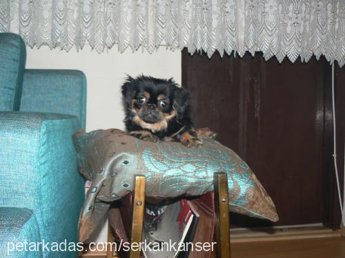 kokoş Dişi Pekingese