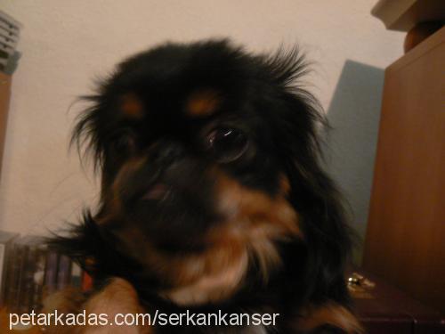 kokoş Dişi Pekingese