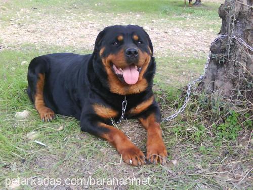 enjıl Dişi Rottweiler