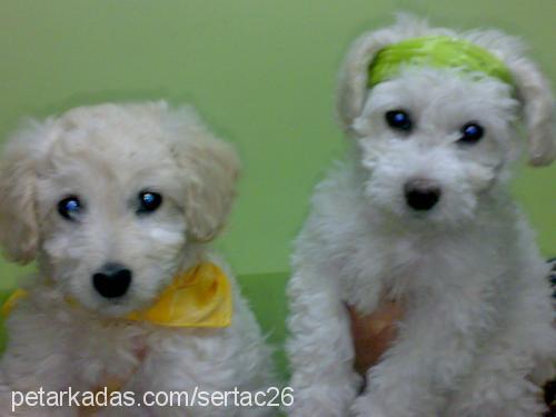 pirinçtony-şila Erkek West Highland White Terrier