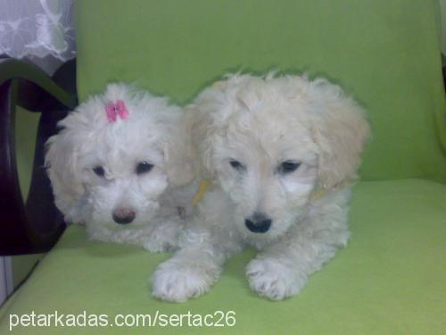 pirinçtony-şila Erkek West Highland White Terrier