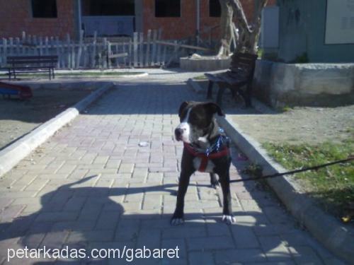 hera Dişi Amerikan Pitbull Terrier