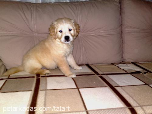 Şeker Dişi Golden Retriever