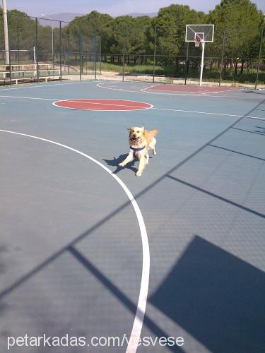 ateş Erkek Golden Retriever