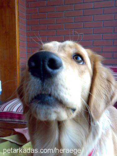 hera Dişi Golden Retriever