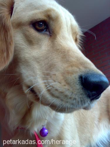 hera Dişi Golden Retriever