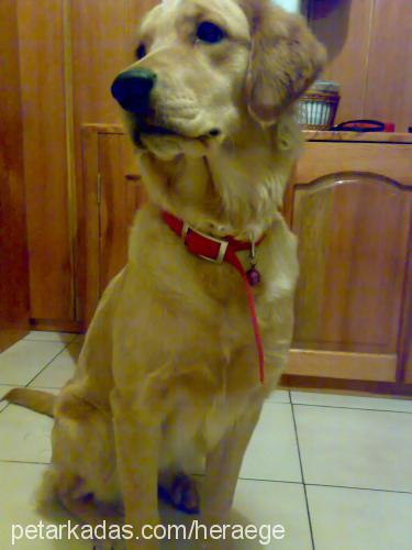 hera Dişi Golden Retriever