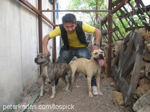 sheva Dişi Amerikan Pitbull Terrier