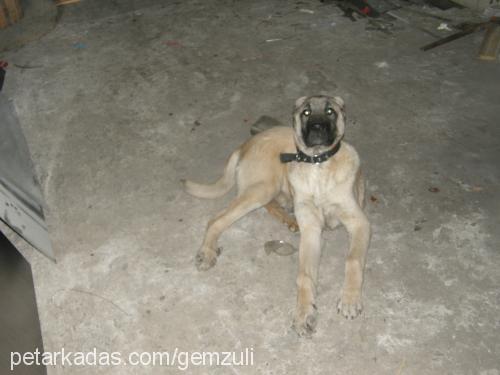 pala Erkek Kangal