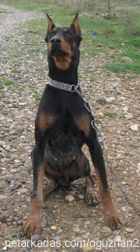 gölge Erkek Doberman Pinscher