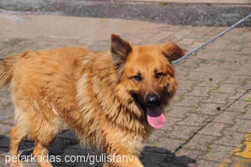 Çakal Erkek Alman Çoban Köpeği