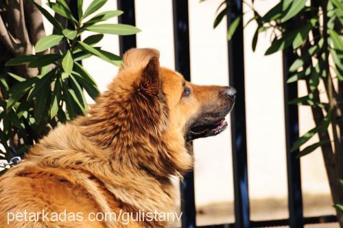 Çakal Erkek Alman Çoban Köpeği