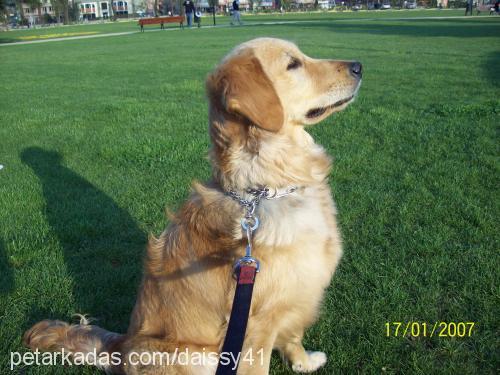 daisy Dişi Golden Retriever