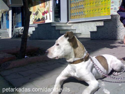 marry Dişi Amerikan Pitbull Terrier