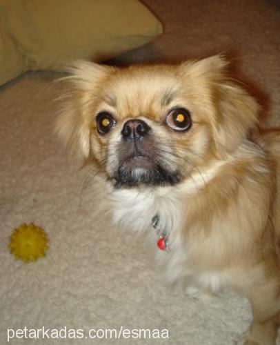 bücür Erkek Pekingese