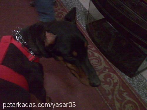 tuana Dişi Doberman Pinscher