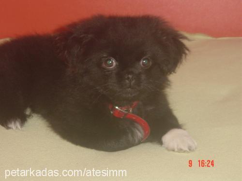 ateş Erkek Pekingese