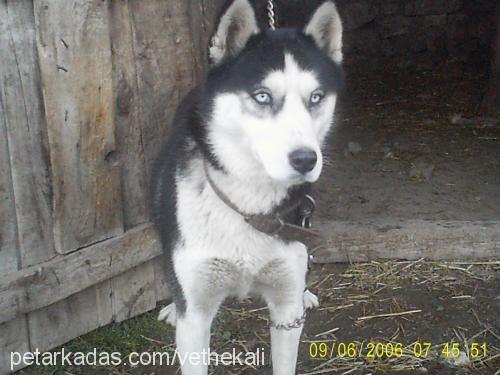 lady Dişi Sibirya Kurdu (Husky)