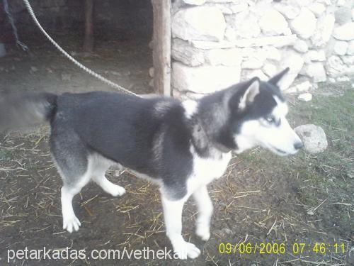 lady Dişi Sibirya Kurdu (Husky)