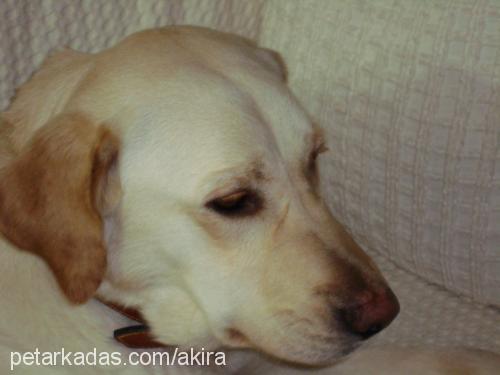 balim Dişi Labrador Retriever