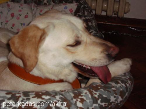 balim Dişi Labrador Retriever