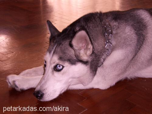 akİra Dişi Sibirya Kurdu (Husky)